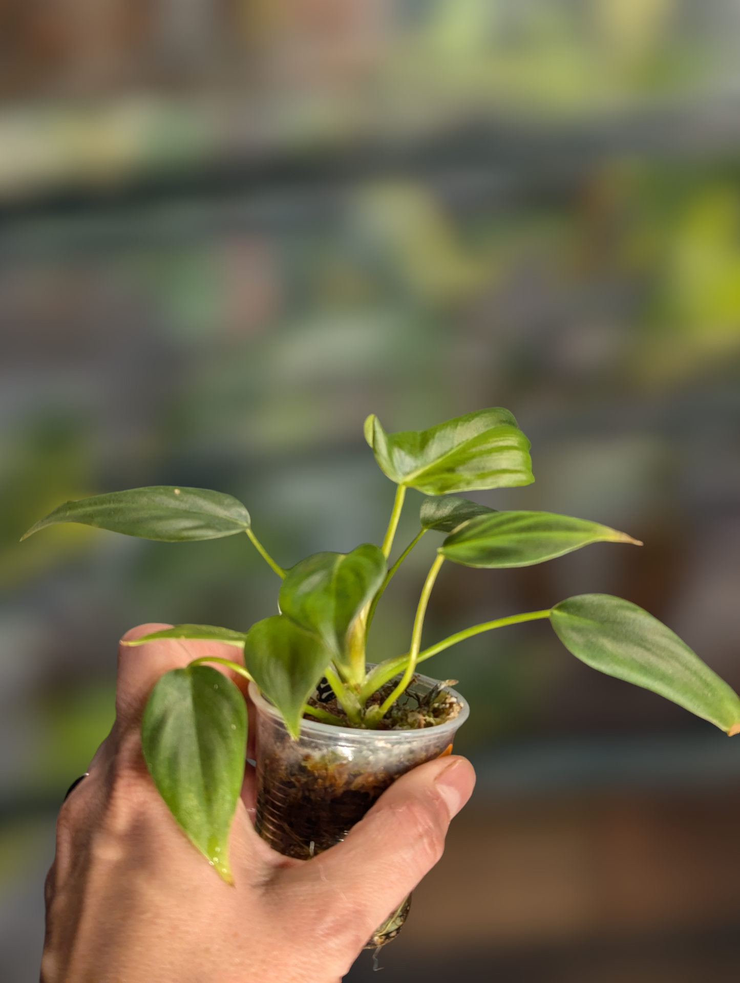 Philodendron McDowell - Exact Plant