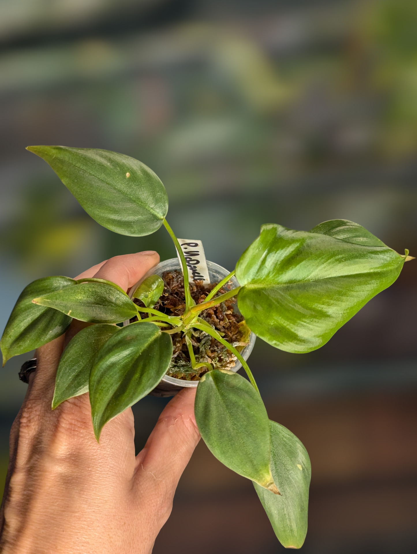 Philodendron McDowell - Exact Plant