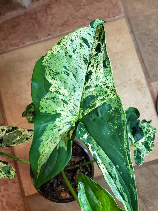 Syngonium Mottled 'Mojito'