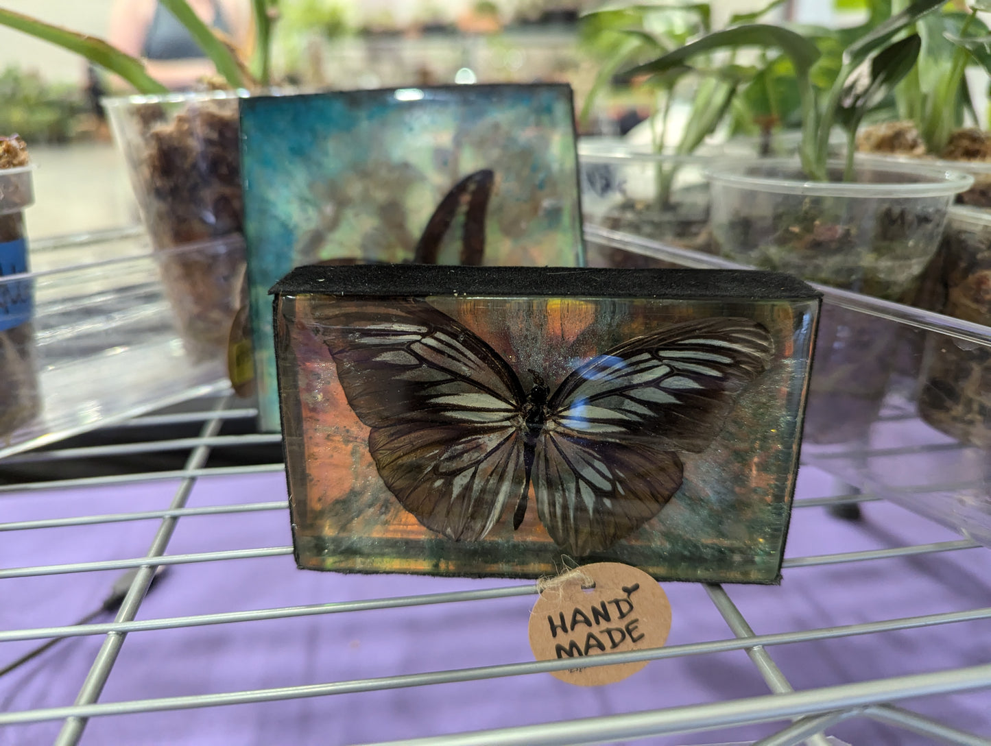 Butterfly / Insect Resin Art 4"x2.5"