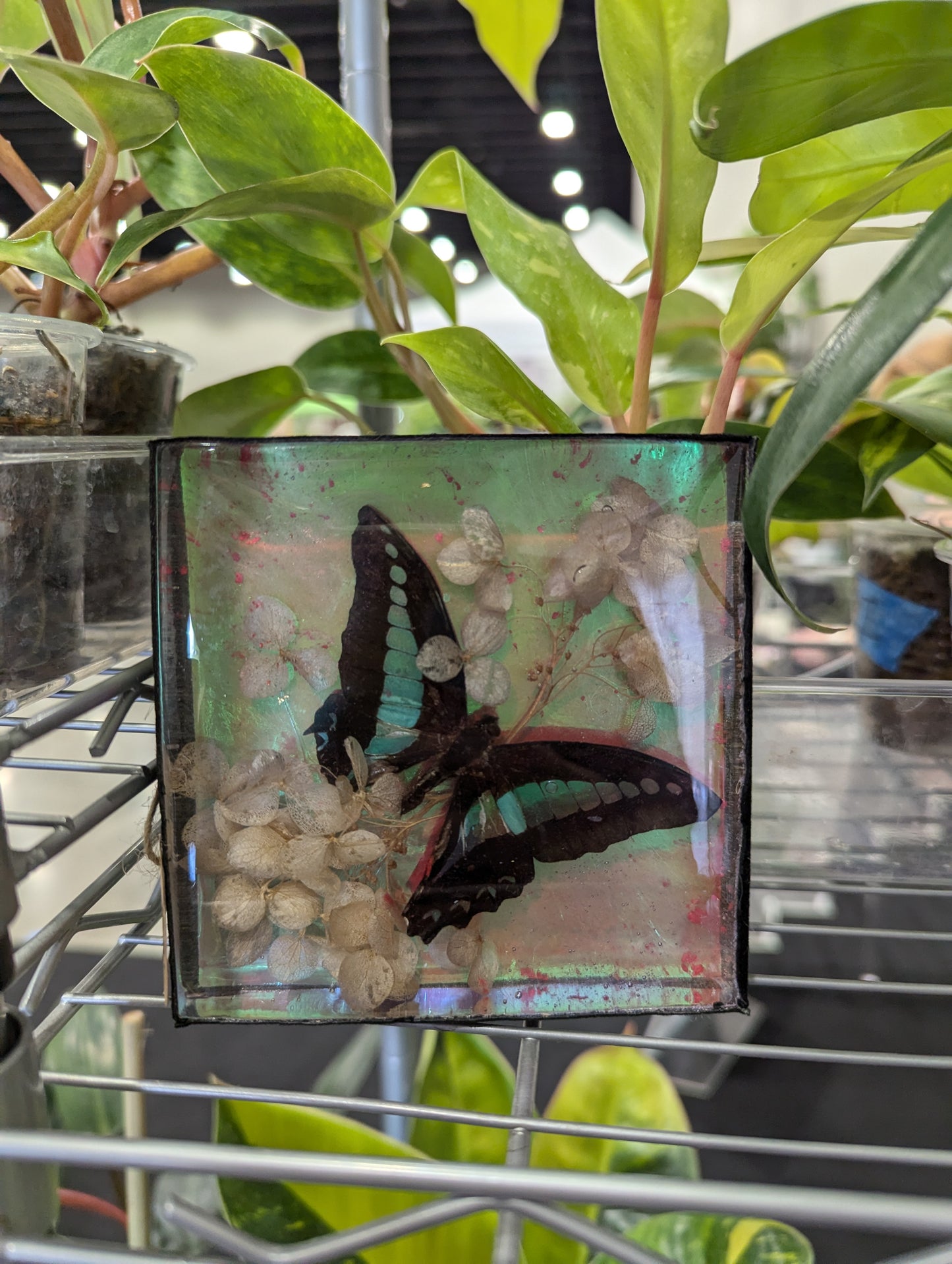 Butterfly / Insect Resin Art 4"x4"