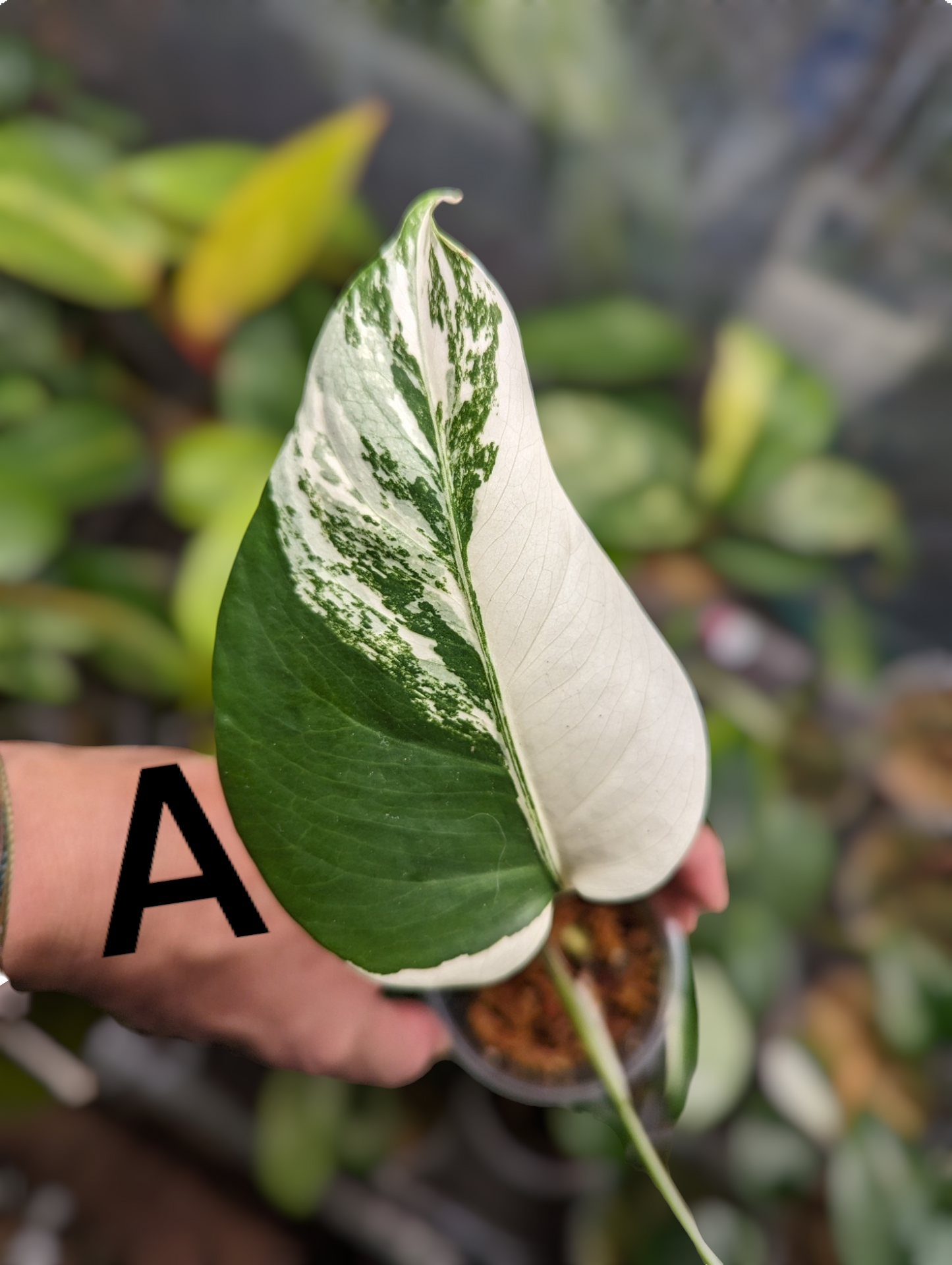 Monstera Albo