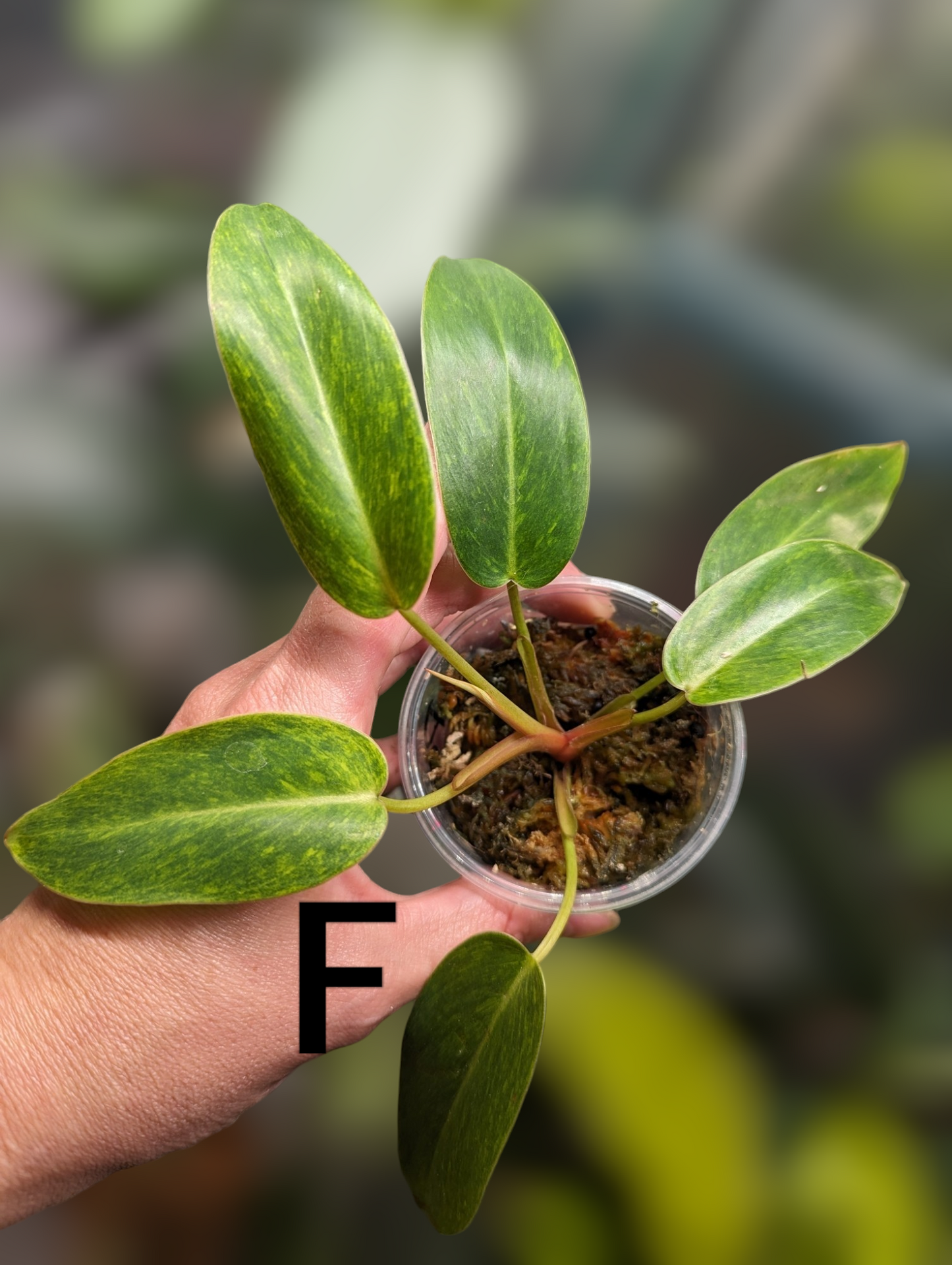 Philodendron Painted Lady