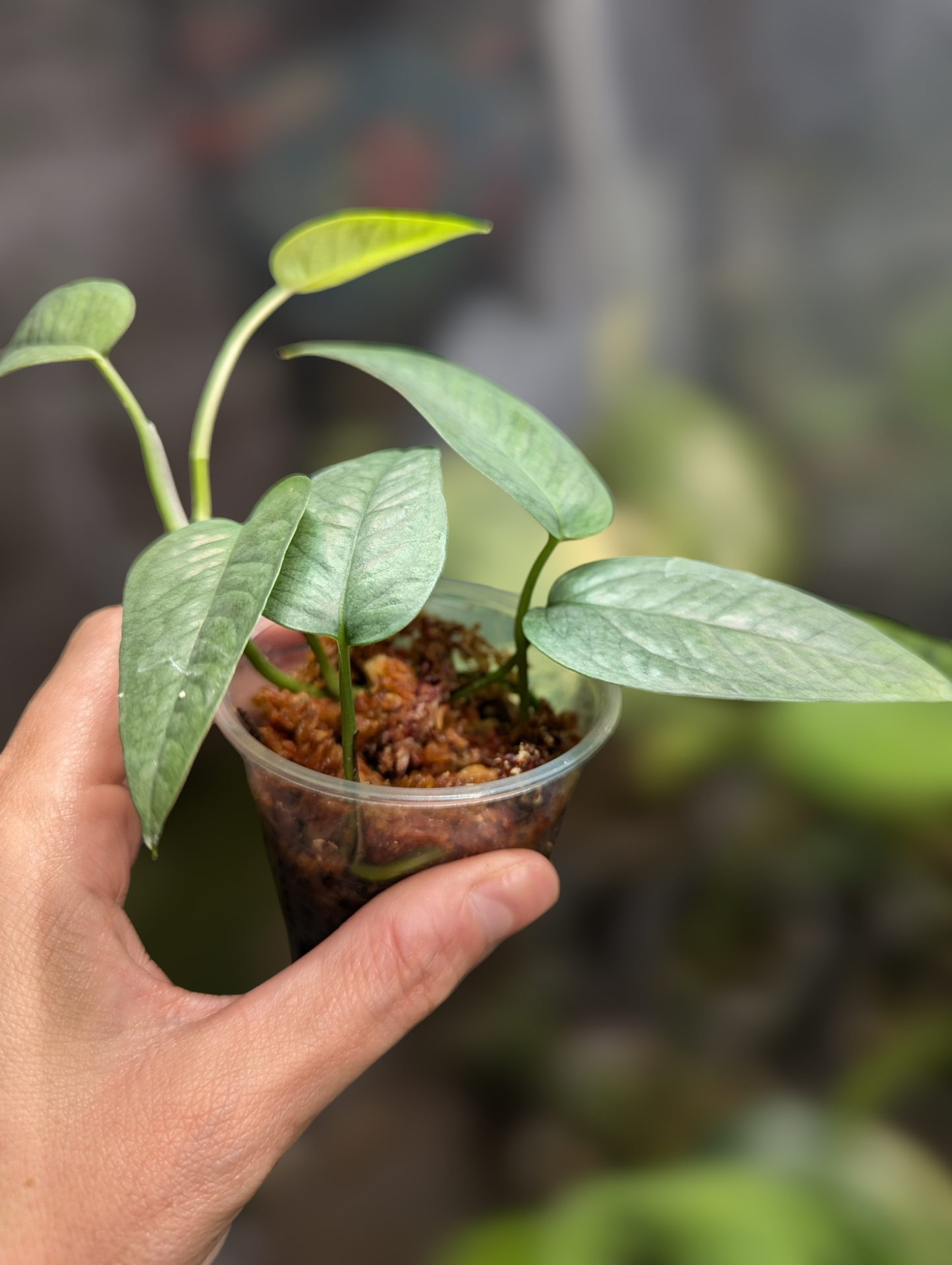 Epipremnum pinnatum 'Cebu Blue'