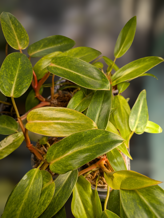 Philodendron Painted Lady