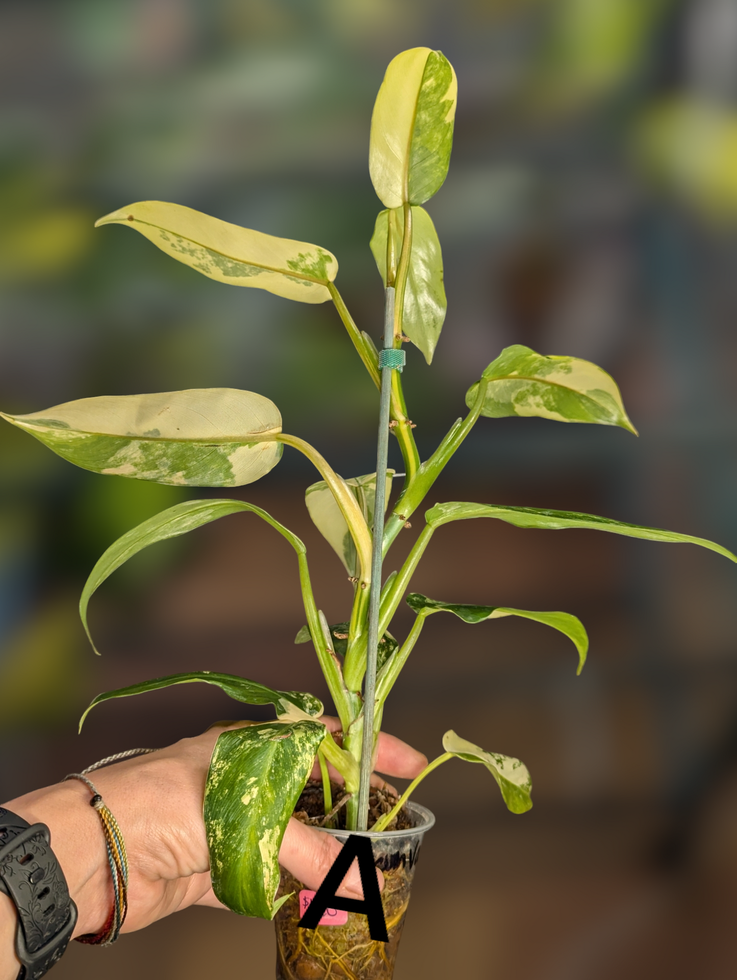 Philodendron domesticum variegata