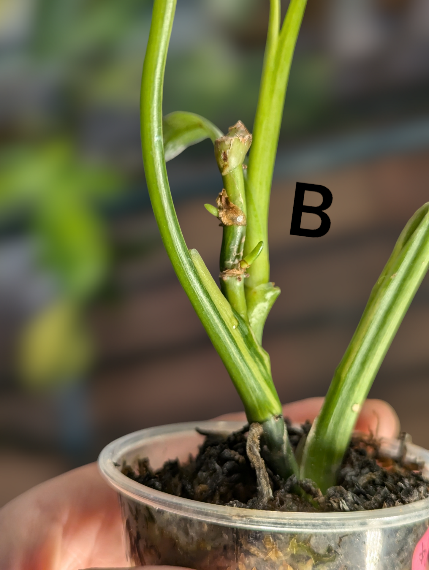 Philodendron domesticum variegata