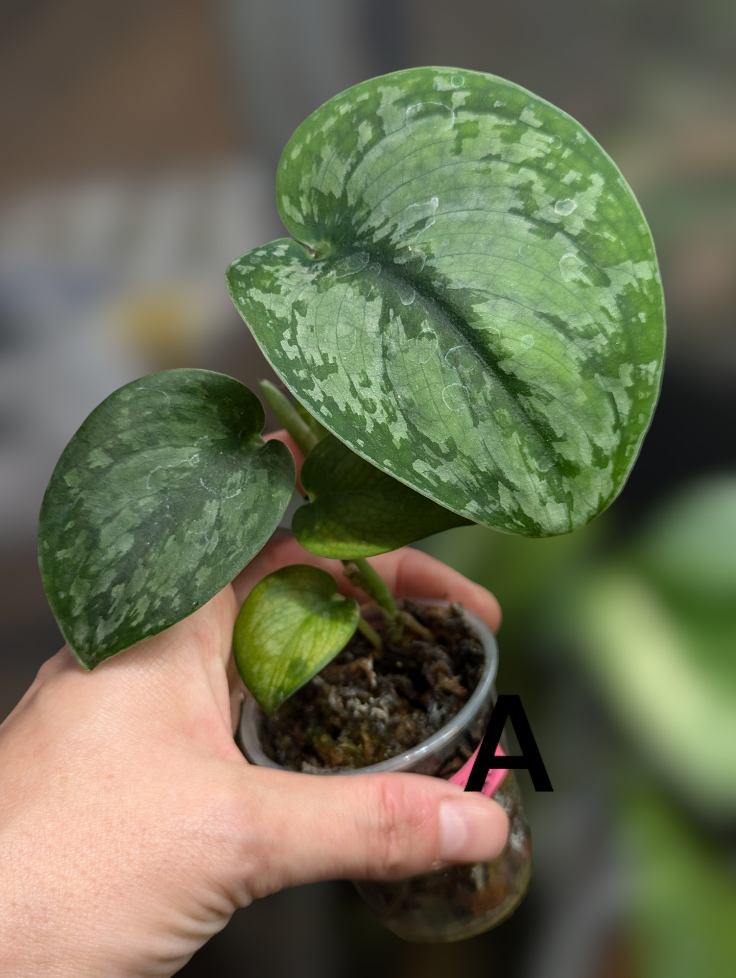 Scindapsus pictus 'Silver Cloud'