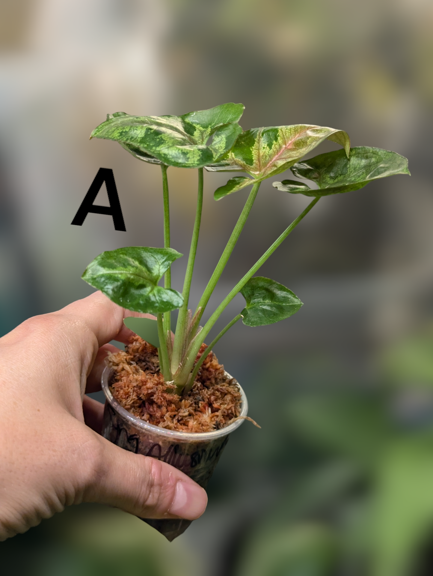 Syngonium Mini Allusion