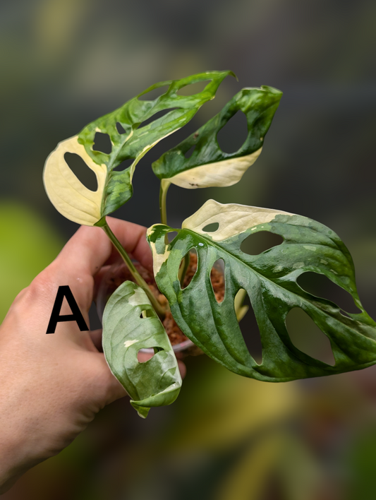 Monstera adansonii albo