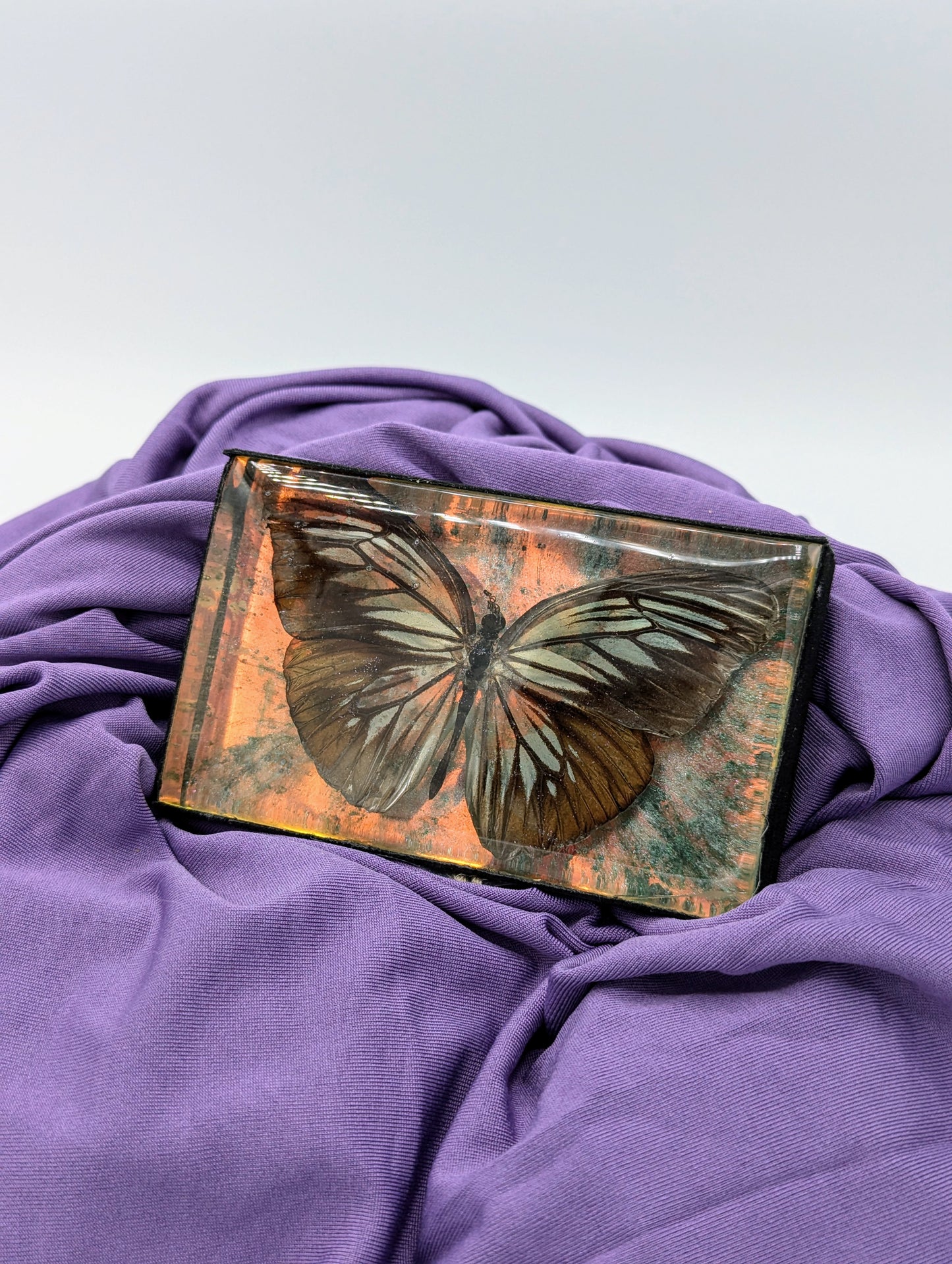 Butterfly / Insect Resin Art 4"x2.5"