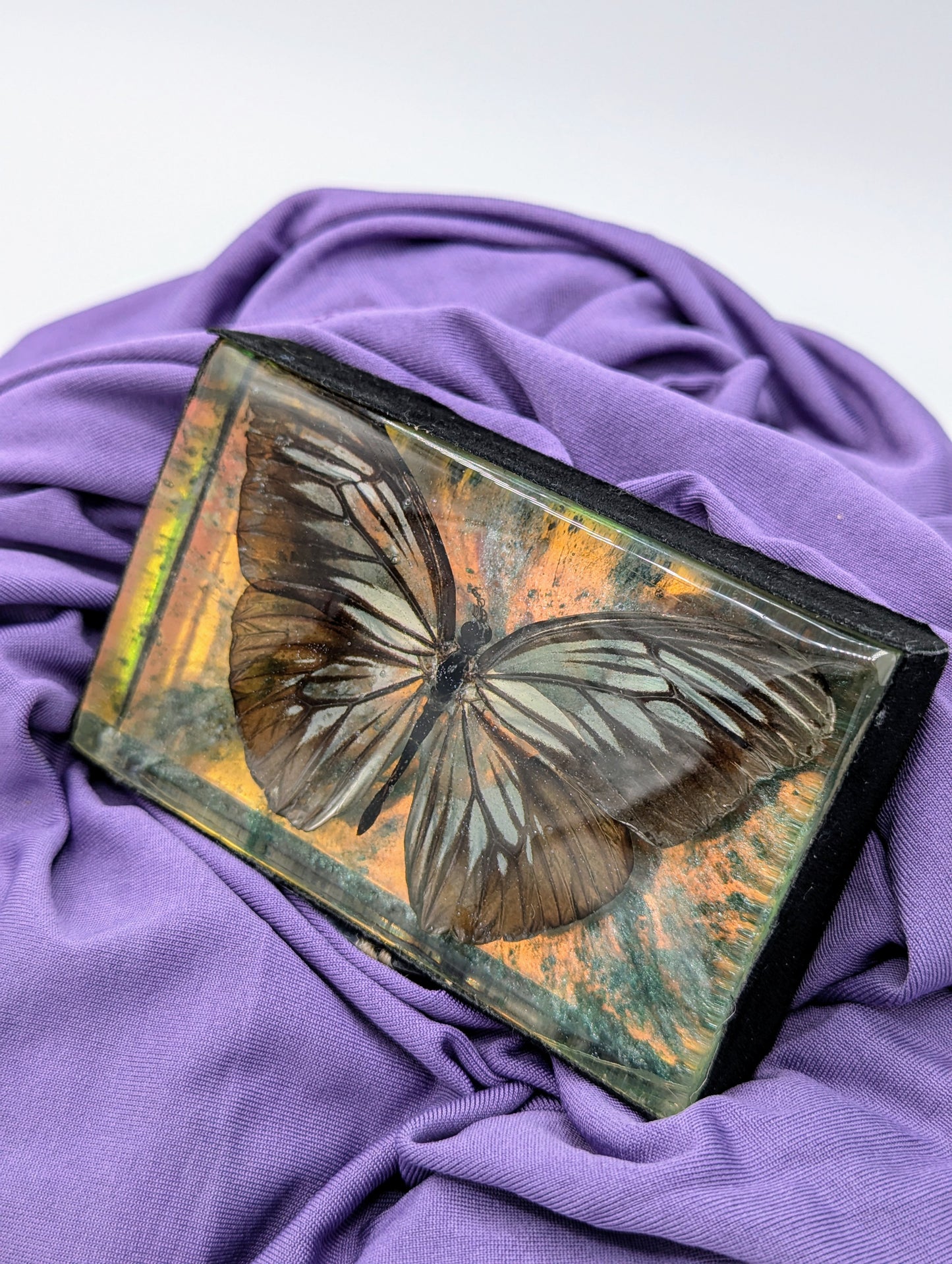 Butterfly / Insect Resin Art 4"x2.5"